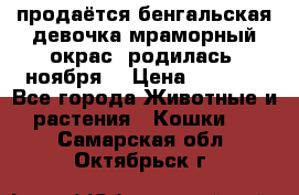 продаётся бенгальская девочка(мраморный окрас).родилась 5ноября, › Цена ­ 8 000 - Все города Животные и растения » Кошки   . Самарская обл.,Октябрьск г.